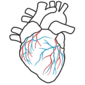 300x300 Collection Of Simple Realistic Heart Drawing High Quality