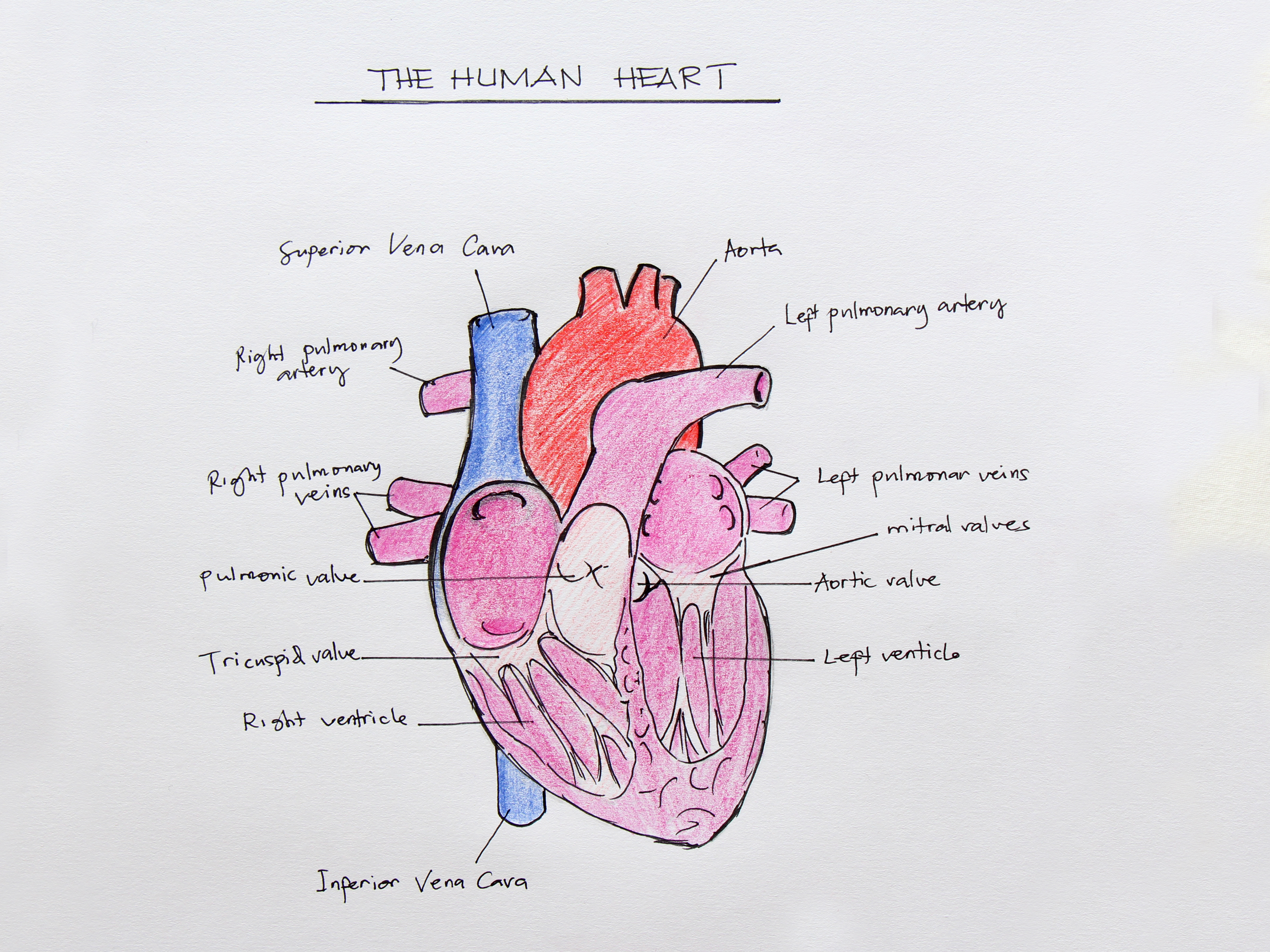 4608x3456 How To Draw The Internal Structure Of The Heart (With Pictures)