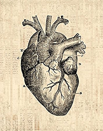 354x450 Vintage Anatomical Heart Drawing At Getdrawings Com Free