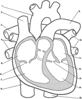 265x320 Anatomical Heart Cut Out Craft Body Systems