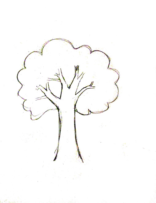 507x660 How To Draw A Tree