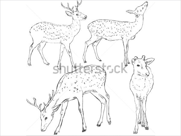 600x451 Free Deer Drawings Amp Designs Free Amp Premium Templates