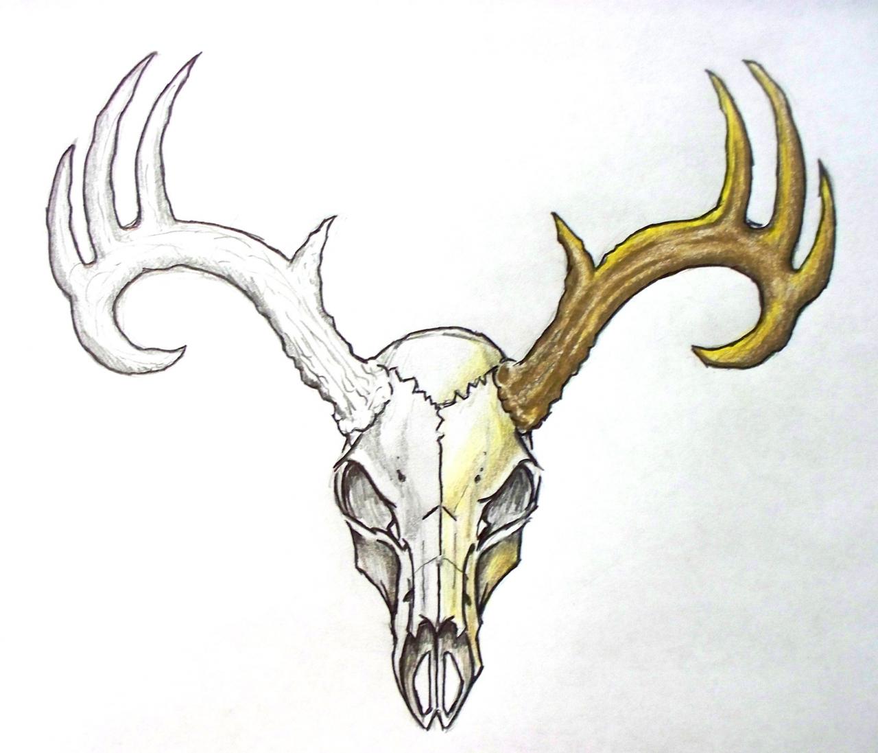 1280x1097 Collection Of European Mount Deer Skull Drawing High Quality