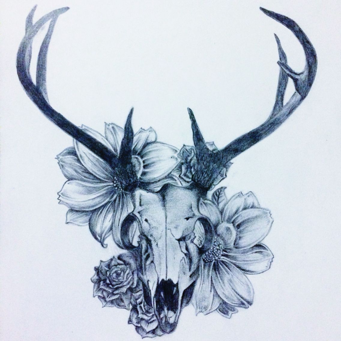 1136x1136 Deer Skull Amp Flowers Great