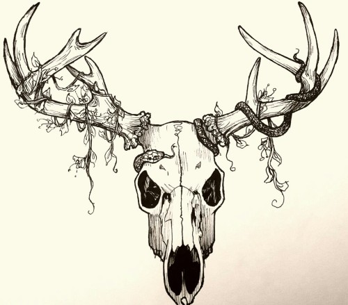 Simple Deer Skull Drawing at GetDrawings | Free download