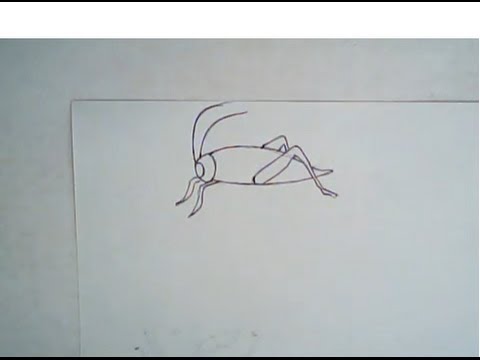 480x360 How To Draw A Grasshopper (Simple, Easy Drawing)