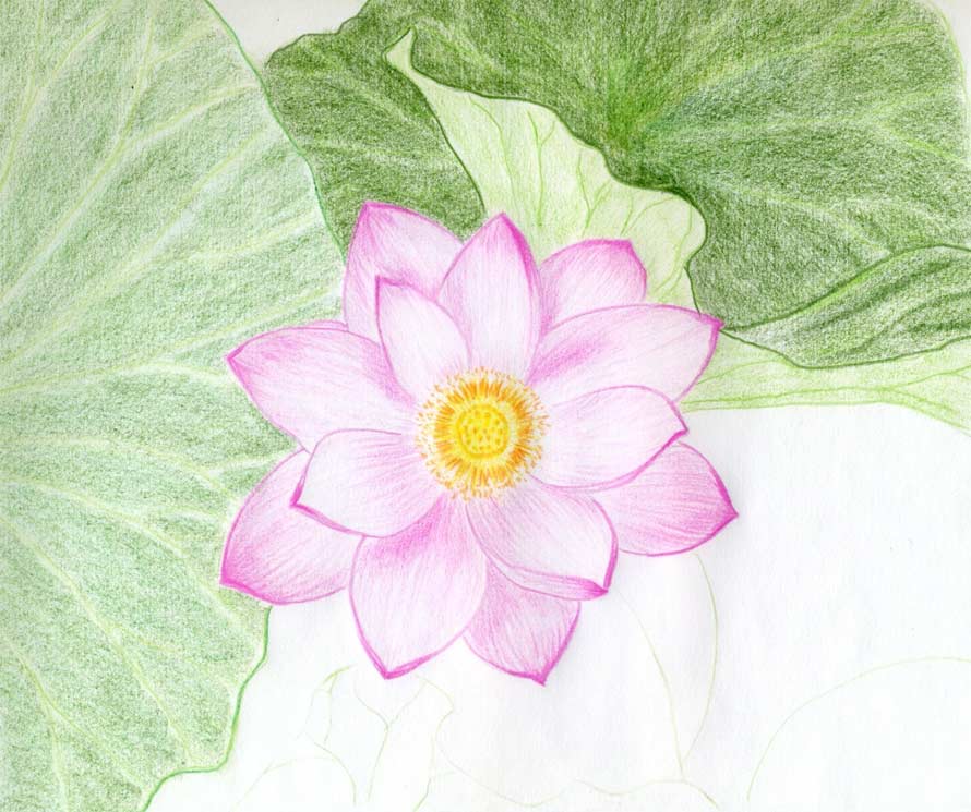 890x745 Lotus Flower Drawings Made Easy