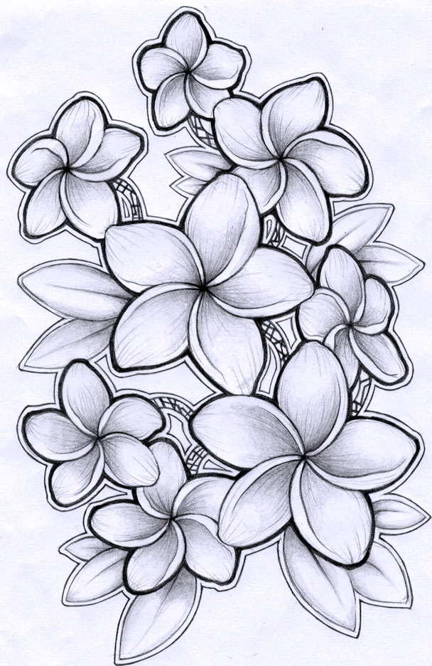 608x937 Plumeria Drawing By Timchris