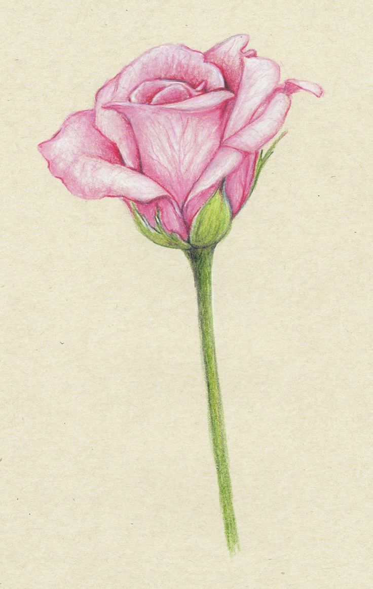 736x1163 Drawings Of Flowers