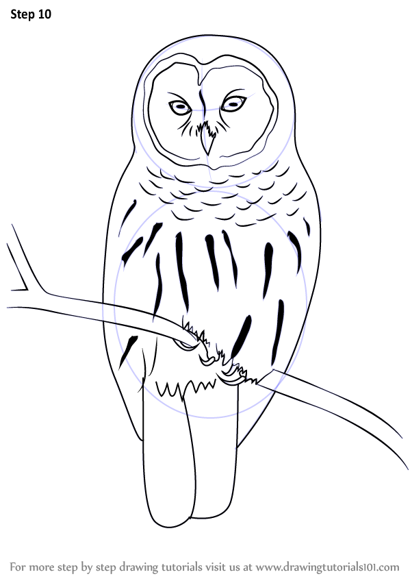 599x848 Learn How To Draw A Barred Owl (Birds) Step By Step Drawing
