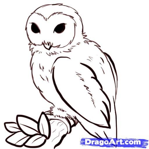 512x512 Barn Owl Clipart Sketch