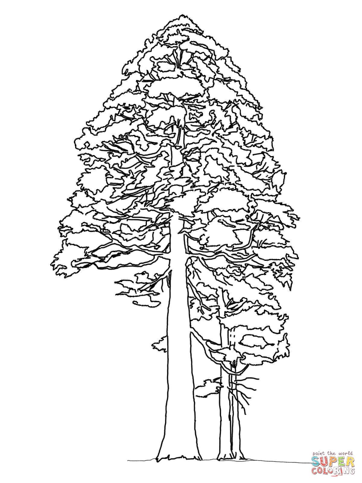 1200x1600 Giant Sequoia Or Redwood Coloring Page Free Printable Coloring