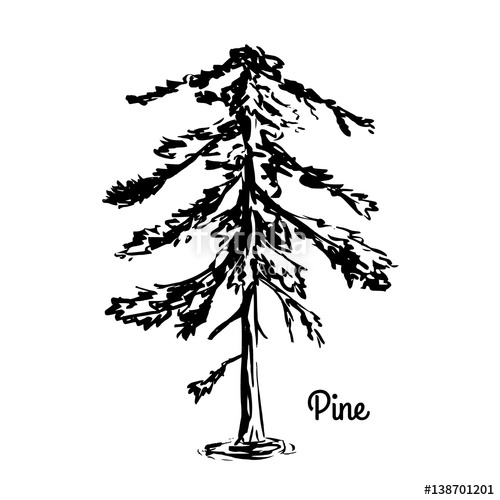 500x500 Vector Sketch Illustration. Black Silhouette Of Cypress Isolated