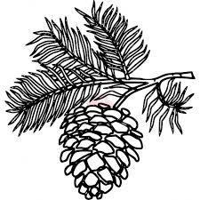 225x225 Pinecones Botanical Painting