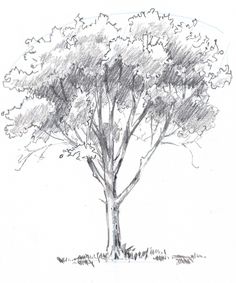 Simple Sequoia Tree Drawing at GetDrawings | Free download