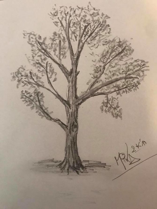 670x893 How To Draw A Detailed Tree 7 Steps (With Pictures)