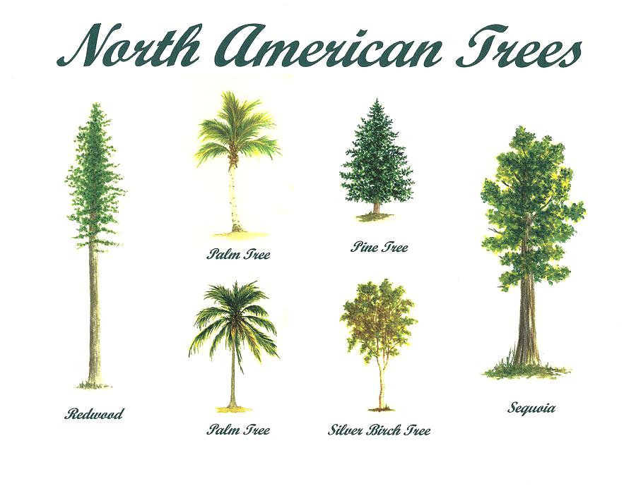 900x696 Pine Tree Line Drawings Best Sketches Images On Drawing Trees