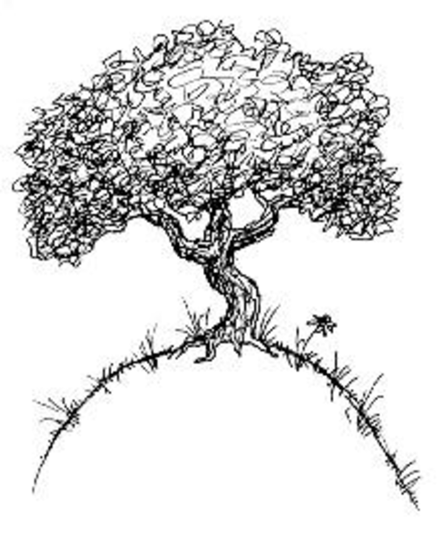 501x600 Collection Of Simple Tree Drawing With Roots High Quality