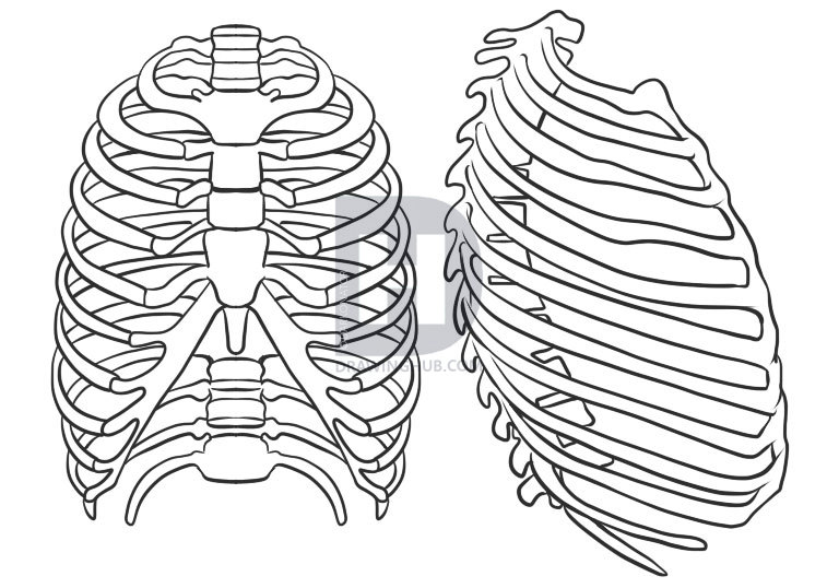 757x538 How To Draw A Rib Cage, Step By Step, Drawing Guide, By Darkonator