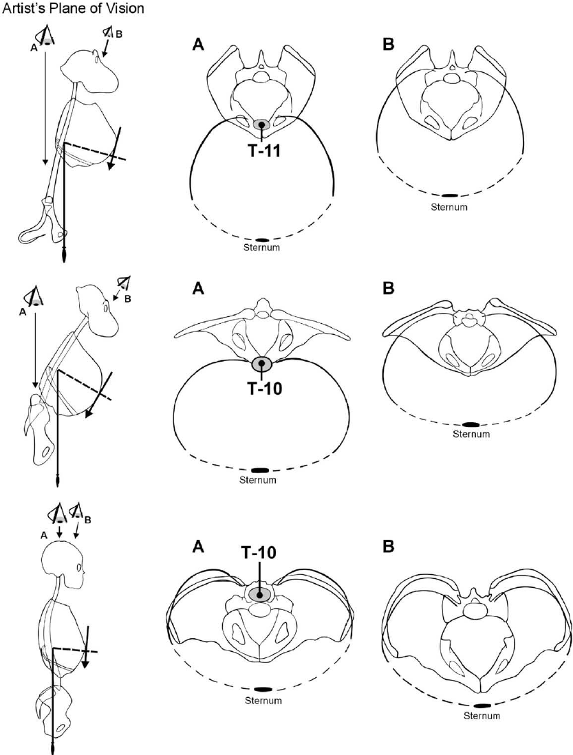 833x1098 Relationship Between Thorax And Spine In An Old World Monkey