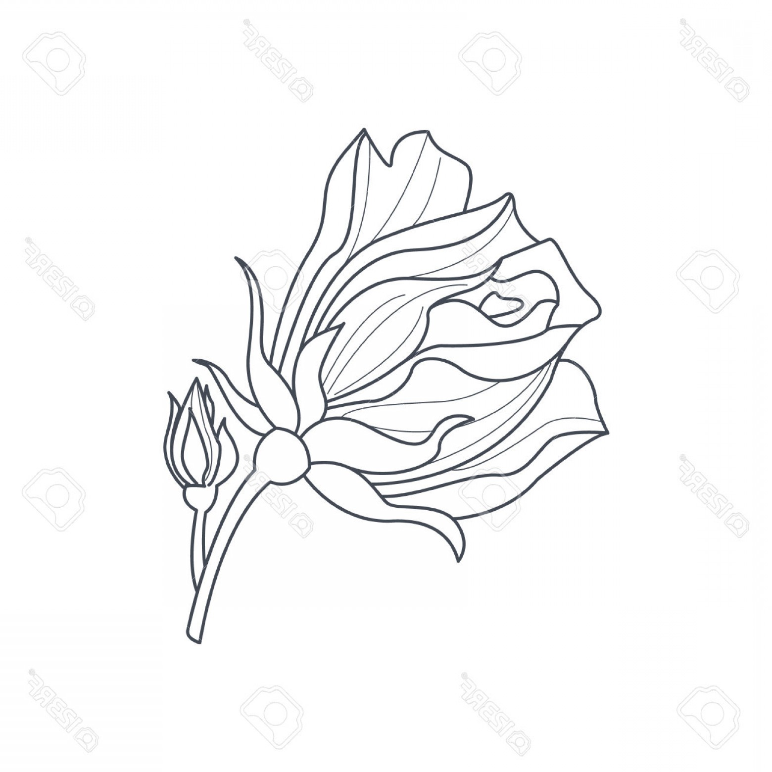 1560x1560 Simple Rose Bud Drawing Rose Bud Monochome Drawing For Coloring