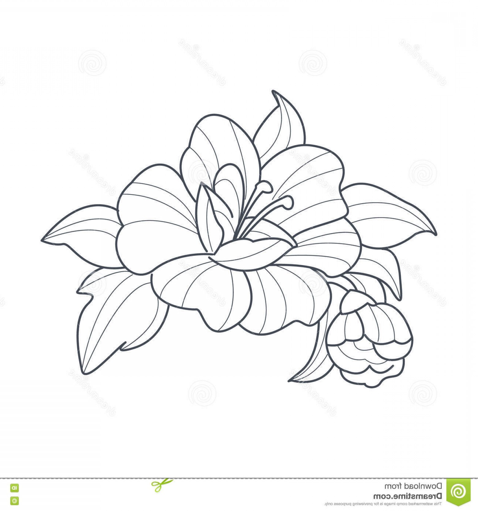 1560x1668 Stock Illustration Dog Rose Flower Monochrome Drawing Coloring