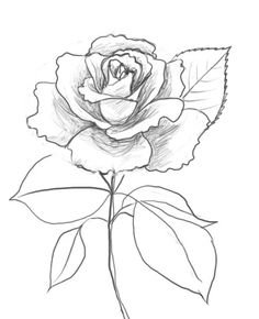 236x290 How To Draw A Rose
