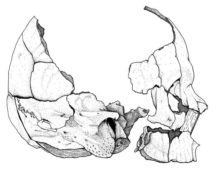 736x588 21 Best Sugar Amp Skulls Images On Skulls, Sugar Skull