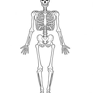 300x300 Skeleton Heart Hands Drawing Tutorial Step By People Skeleton Adult