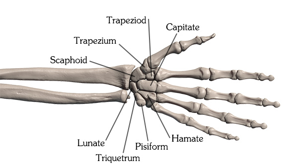 600x338 How To Draw Hand Bones
