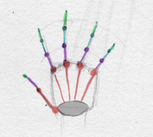 534x477 How To Draw Hands The Proportions
