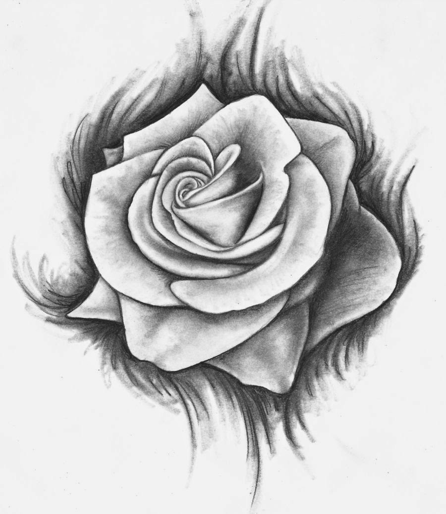 900x1036 Photos Roses Drawn,