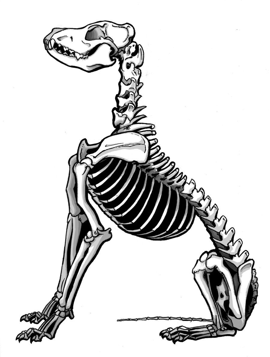 900x1190 Dingo Skeleton By On @ Art