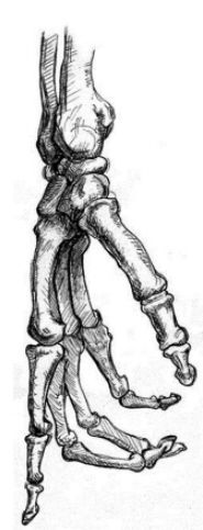 185x483 Great Human Skeleton Drawing 107 Academic Studies