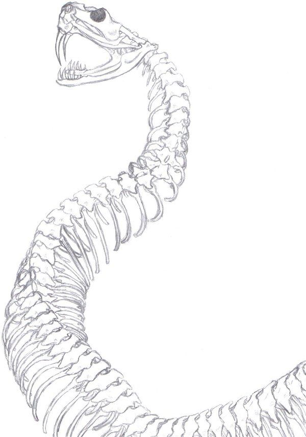 600x855 Snake Skeleton Spine Drawing