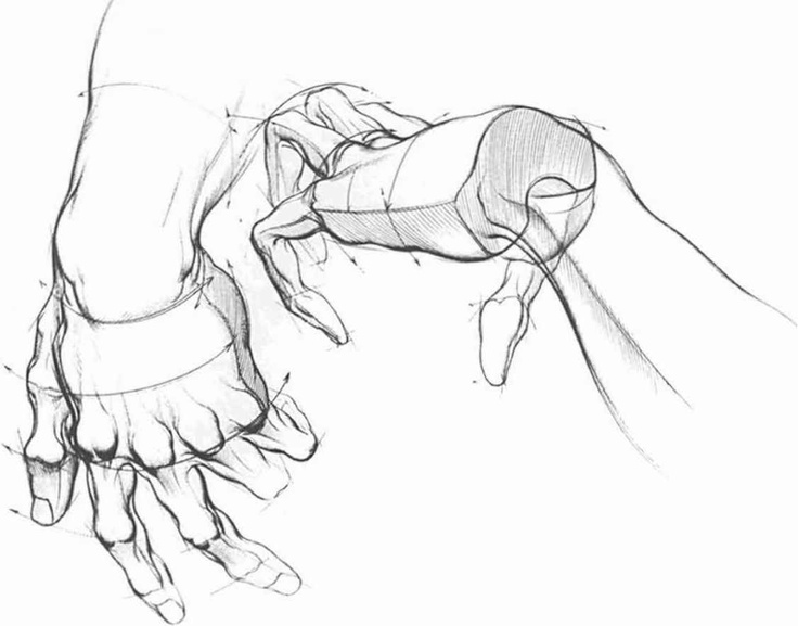 736x577 19 Best Skeleton Hands Images On Hand Anatomy