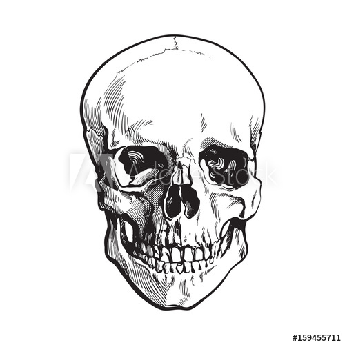 500x500 Hand Drawn Human Skull, Anatomical Model, Black And White Sketch
