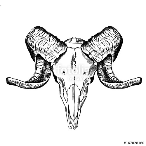 500x500 Illustration With Goat Skull. Hand Drawn. Stock Image And Royalty