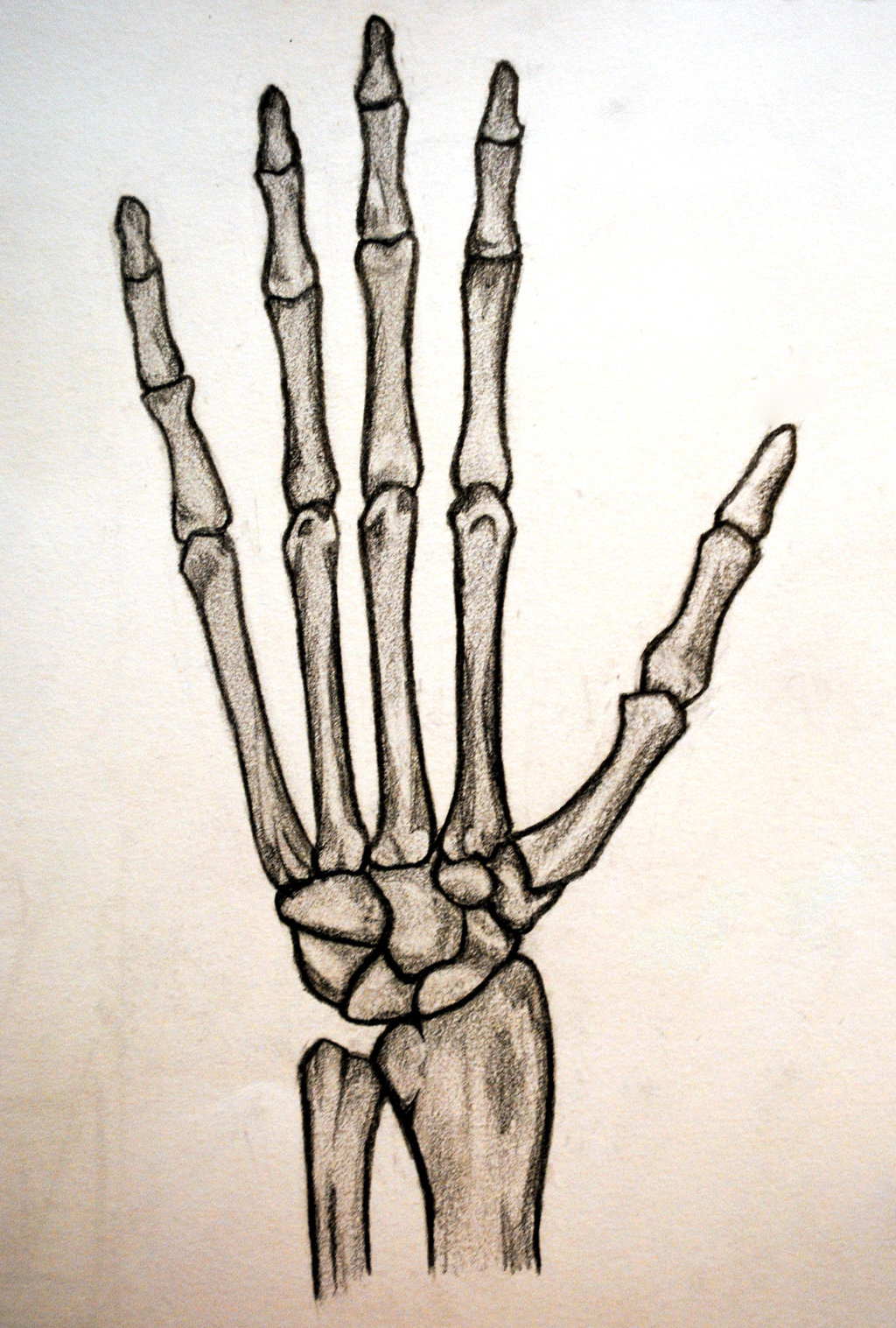 1024x1517 Collection Of Skeleton Hand Drawing On Hand High Quality
