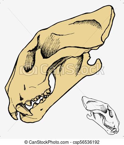 400x470 Tiger Skull. Hand Draw Tiger Skull Side View, Vector.