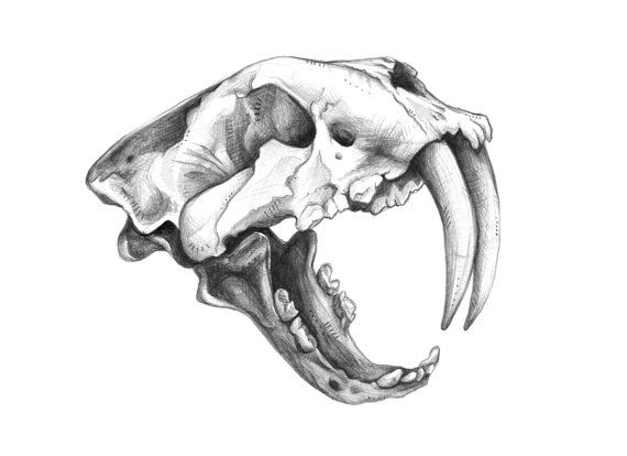 570x414 Saber Tooth Skull By Taraput On Etsy (Art Amp Collectibles, Prints