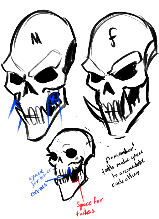 508x698 Skull Diagram Tumblr