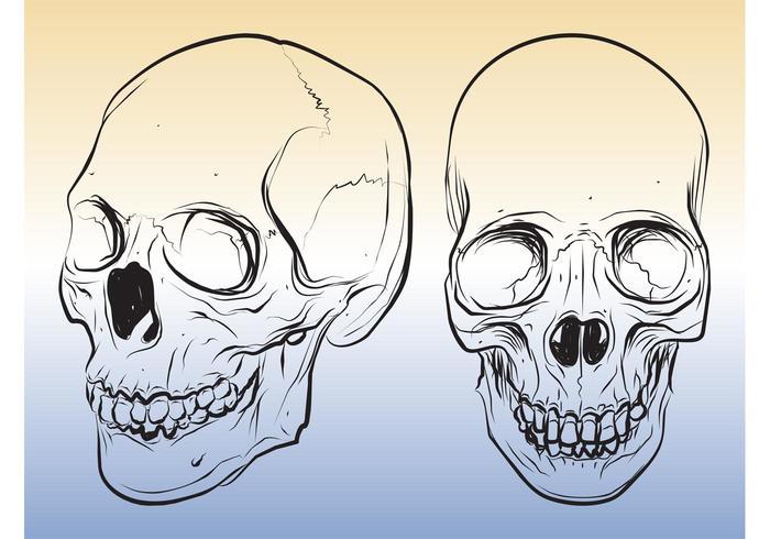 700x490 Skull Sketches