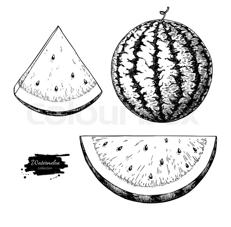 800x787 Watermelon And Slice Vector Drawing Set. Isolated Hand Drawn Berry
