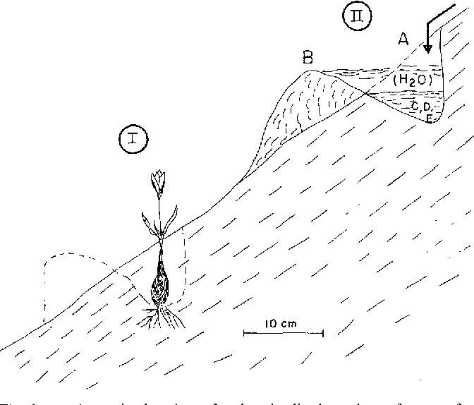 672x574 Figure 1 From Influences Of Porcupine (Hystrix Indica) Activity