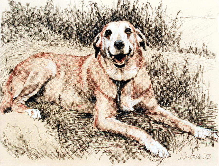 900x681 The Smiling Dog Drawing By Kathryn Donatelli