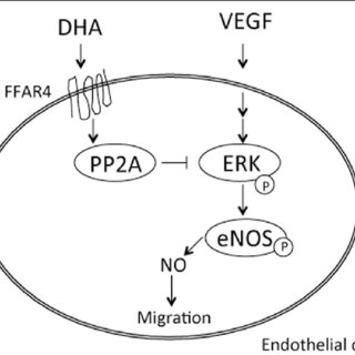 320x320 Regulation Of Relaxation And Contraction Of Smooth Muscle Cells By