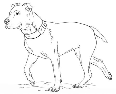 480x387 The Pit Bull Is Medium Sized, And Has A Short Coat And Smooth Well