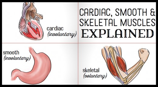 520x286 The Differences Between Skeletal, Smooth Amp Cardiac Muscles Owlcation