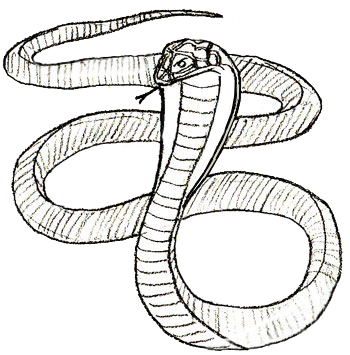 350x355 How To Draw A Snake